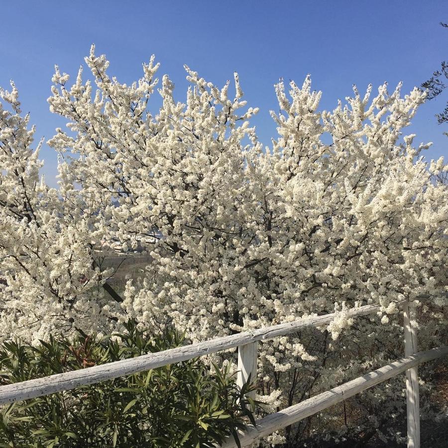 Pensjonat Relais Il Pigno Affi Zewnętrze zdjęcie